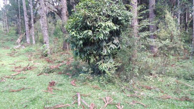 Terreno - Foto 2