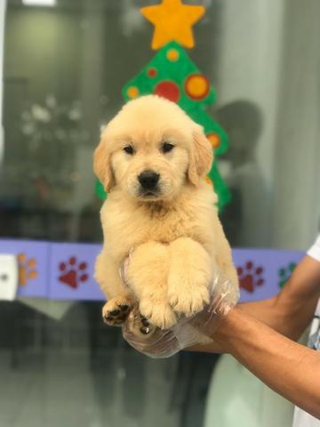 Golden Retriever, raça pura, garantia em contrato, suporte vet e mais, ligue - Foto 2
