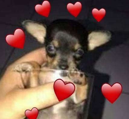 Pinscher ZERO Feminha !!!