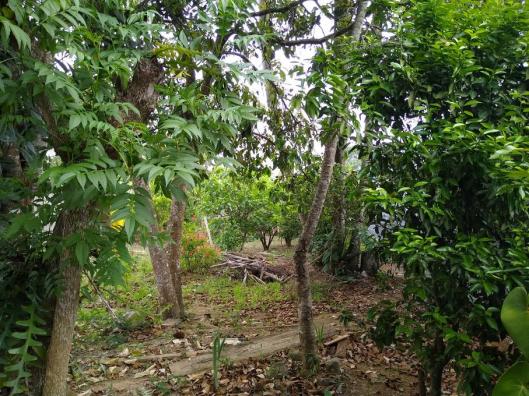 Chácara à venda em Sorocamirim (canguera), São roque cod:62193 - Foto 13