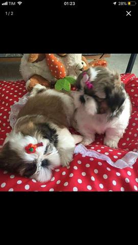Shih tzu fêmea IMPERDÍVEL