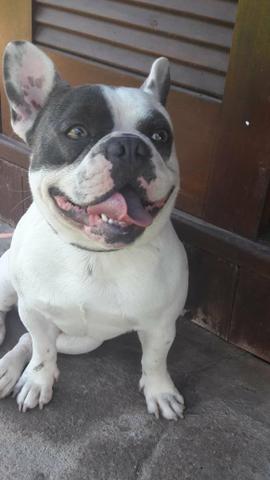 Bulldog Francês Blue Pied Para Cruza