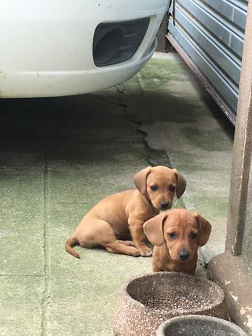 Filhotes de Basset Puros (Linguicinha) - Foto 4