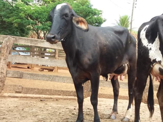 Vacas e novilhas, paridas e amojando- estudo troca em carro ou caminhão - Foto 3