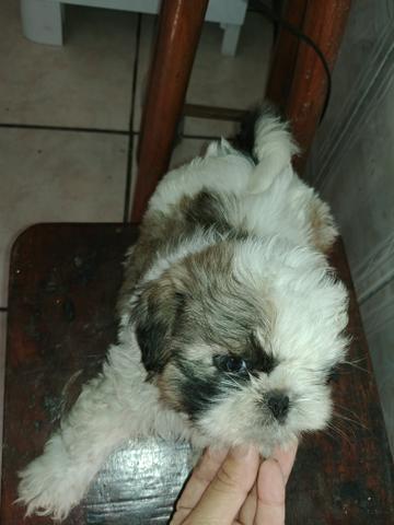 Lindos shihtzus babys !! - Foto 5