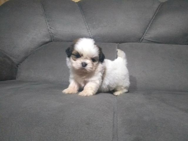 Filhotes de Shih Tzu - Foto 2