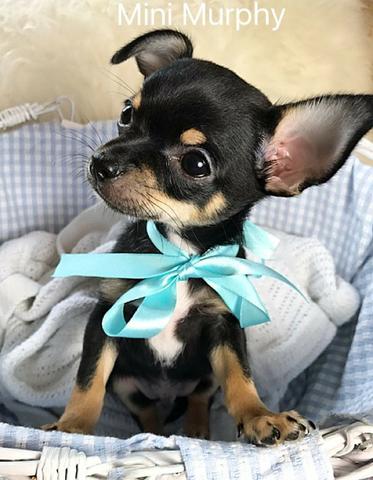 Filhotinhos de Chihuahua macho e fêmea lindas cores *