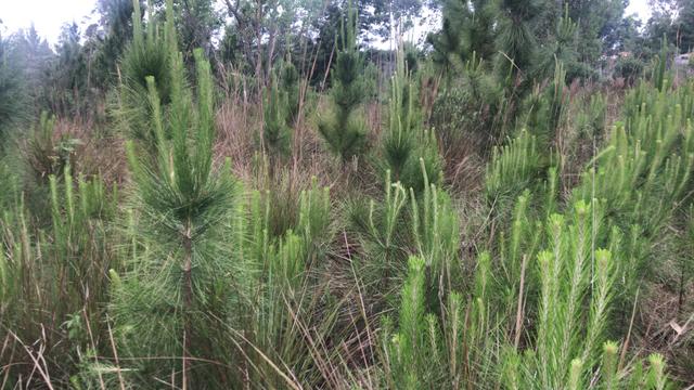 Terreno no Parque Eldorado - Foto 3