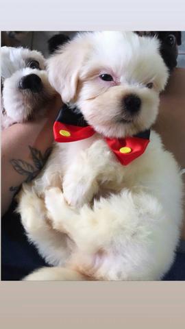 Lhasa apso
