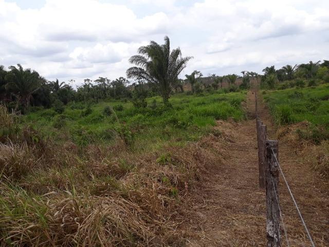 Vendo fazenda com 315 Hectares de terra!! - Foto 6