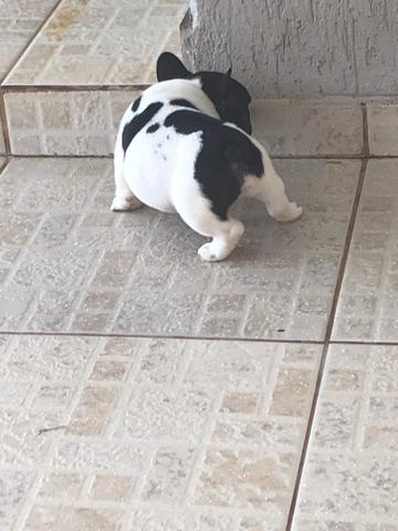 Bulldog - Foto 3