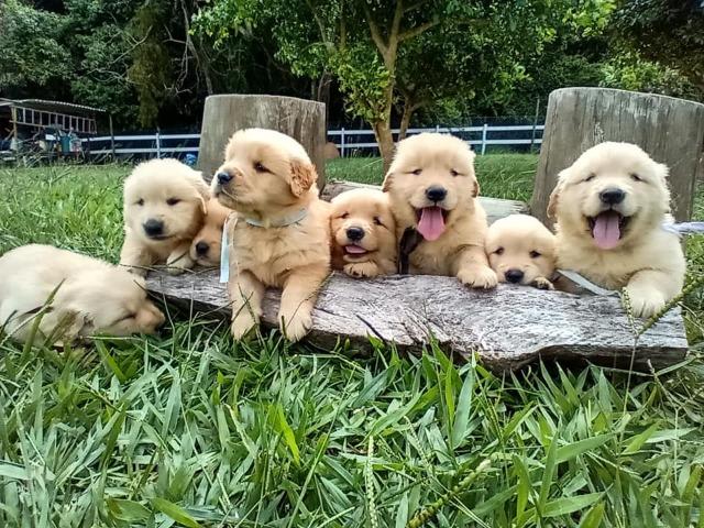 Golden Retriever. Canil Golden Gleam Linhagem Premiada CbKc Desconto de 20% ! - Foto 5