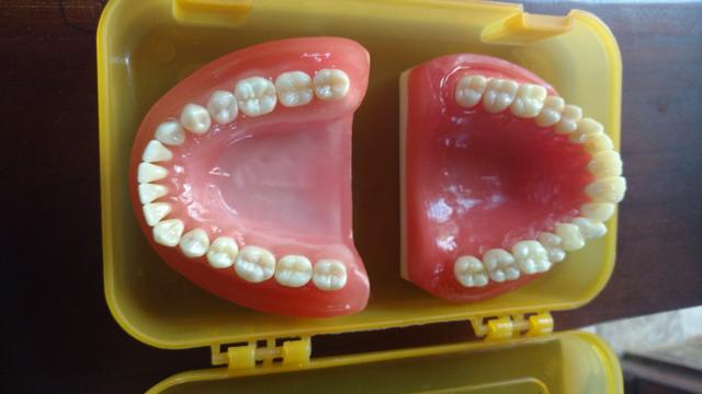 Manequim dentistica prodens - Foto 2