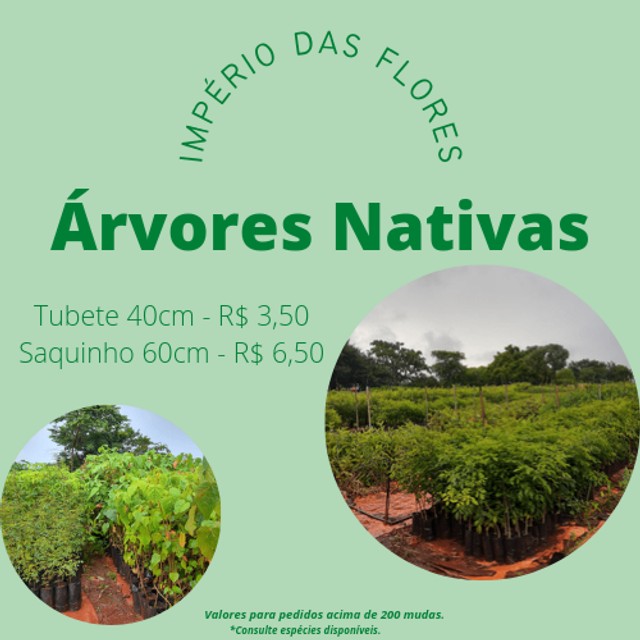 Árvores Nativas  - Reflorestamento, calçada, sítio, chácara...