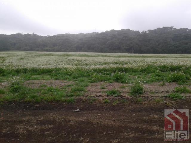 Fazenda Produtiva, Topografia Mecanizada, Propriedade Lindíssima - Foto 14
