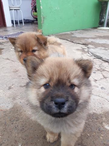 Vendo chow chow - Foto 2