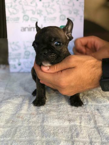 Vendo filhote de bulldogu francês - Foto 3