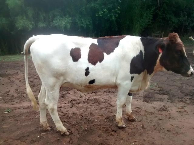 Vende se vacas e novilhas!! contato vendedor : * - Foto 4