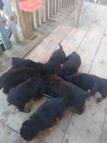 Oportunidade únicaVendo filhotes de rottweiler ZAP - Foto 2