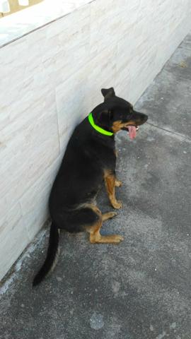 LINDO MACHINHO APROX 2anos - Foto 2