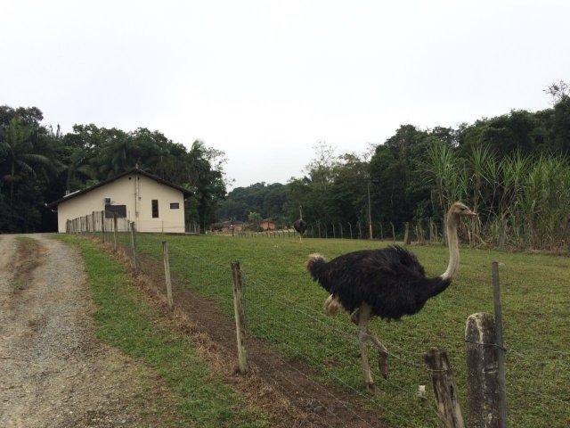Chácara para alugar com 4 dormitórios em Vila nova, Joinville cod:L58656