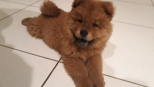 Chow chow