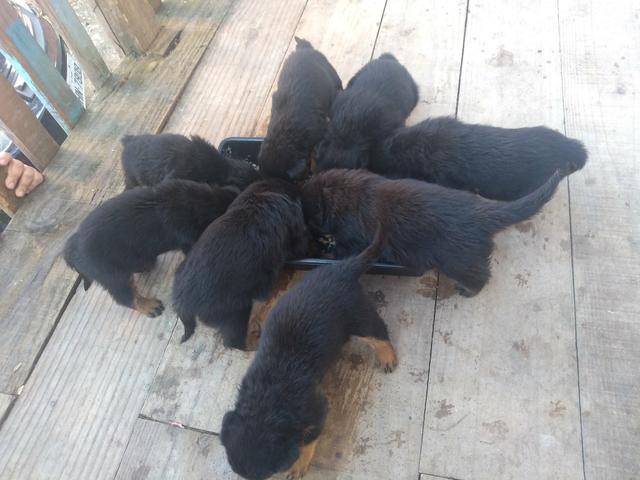 Oportunidade únicaVendo filhotes de rottweiler ZAP