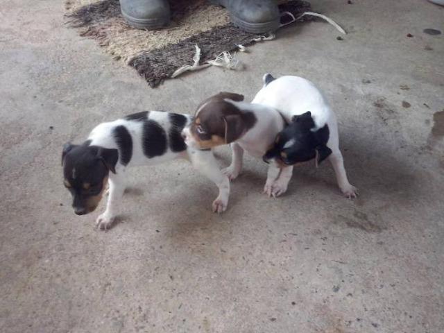 Bem pequenos - Foto 2