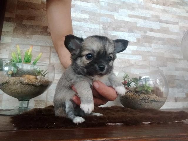 Chihuahua - Foto 4