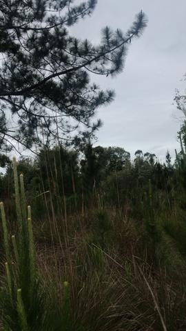 Terreno no Parque Eldorado - Foto 8