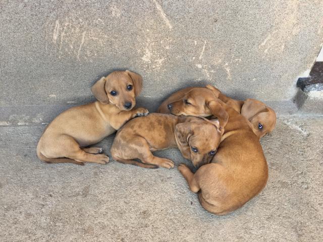 Filhotes de Basset Puros (Linguicinha) - Foto 5