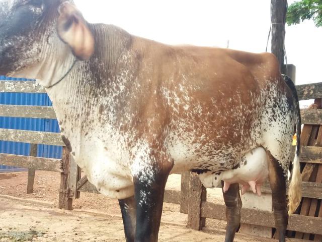 Vacas e novilhas, paridas e amojando- estudo troca em carro ou caminhão