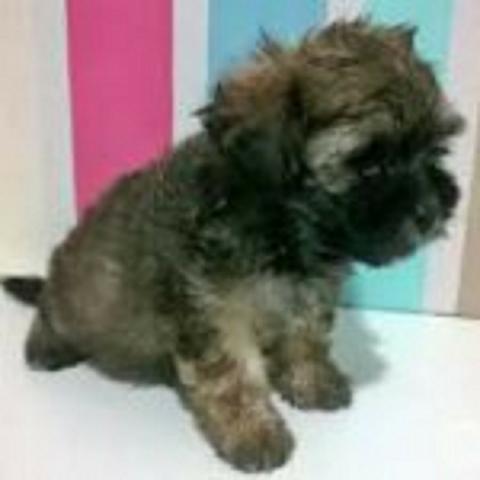 Poodle x maltes peludos, São dos pequenos. so 150, chama no whats 9- * - Foto 4