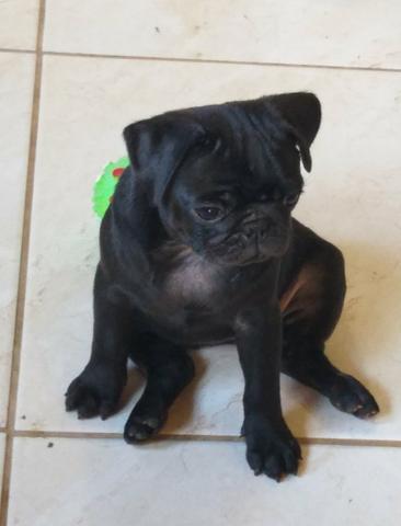 PROMOÇÃO Pug c/ Pedigree Microchip - Foto 3