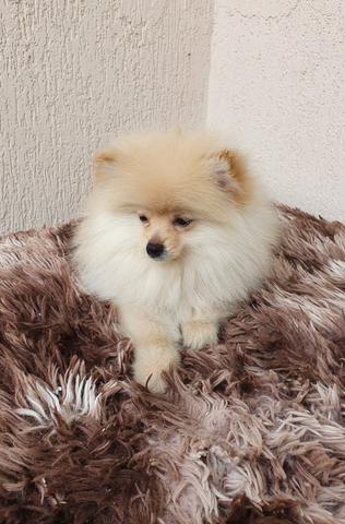 Spitz Alemão - Foto 2