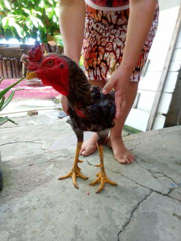 Galo índio gigante