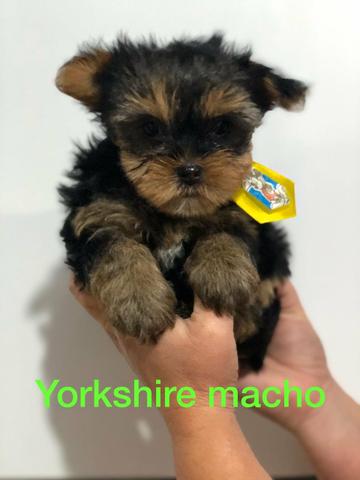 Filhotes de Yorkshire a pronta entrega