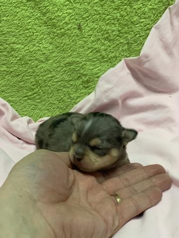 Chihuahua os mais perfeitos Cores raras Whats - Foto 6