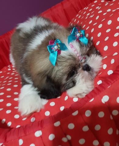 Linda Fêmea De Shih Tzu Alto Padrão Disponível! - Foto 2