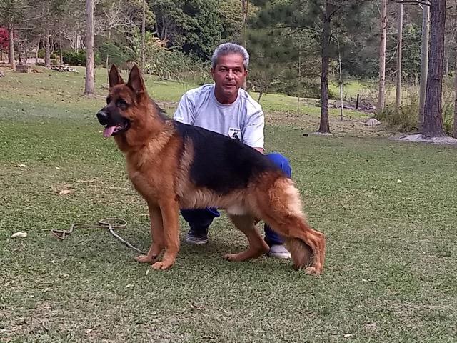 Pastor alemão