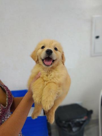 Golden Retriever, raça pura, garantia em contrato, suporte vet e mais, ligue - Foto 3