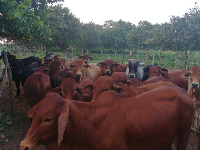 Granja com 8,8 há, duas casas, 2 poços, muito pasto, perto da reta tabajara