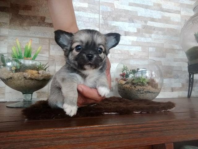 Chihuahua - Foto 3