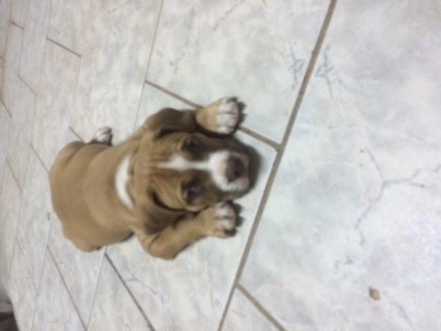 Filhote de pitbull - Foto 3