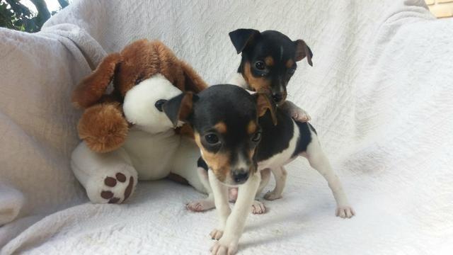 Bem pequenos - Foto 3
