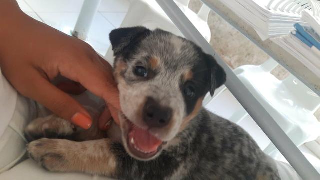 Cadela Boiadeiro Australiano - Foto 2