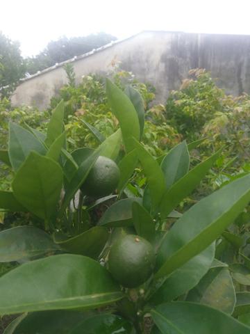 Laranjeira de enxerto - Foto 3