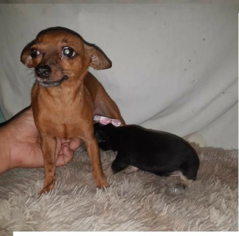 Pinscher zero femea só 300 .chama no whats 9- * entregamos - Foto 4