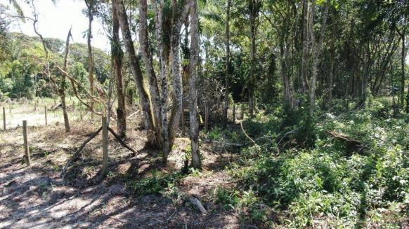 Terreno à venda, 300 m² por r$ 63.000 - praia dos veleiros - itapoá/sc - Foto 3