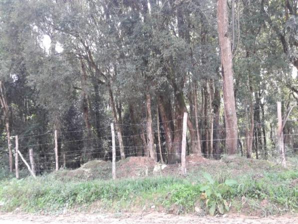 Chácara à venda em Areia branca dos nogueira, Mandirituba cod:CH00013 - Foto 4